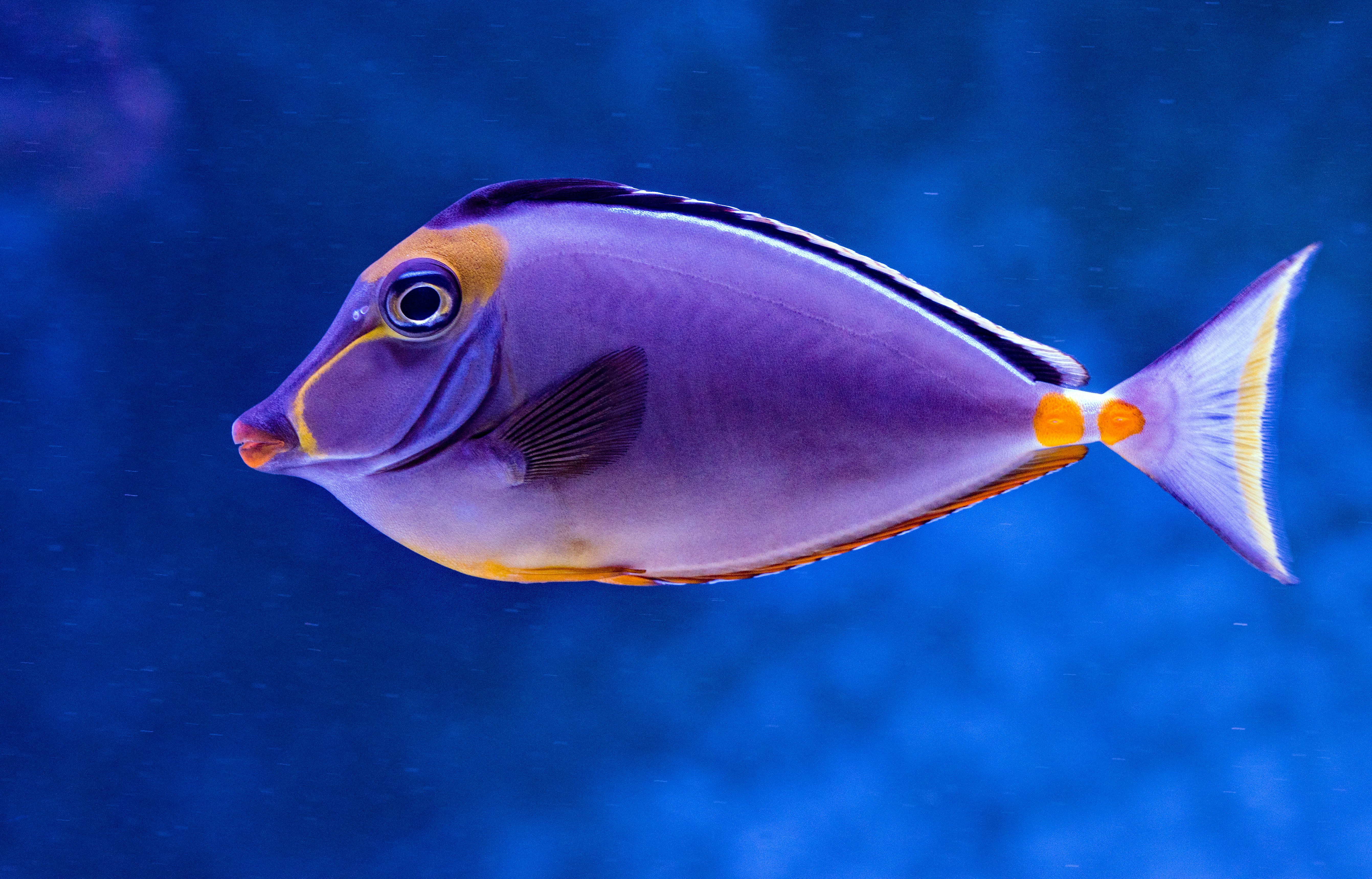 fish image